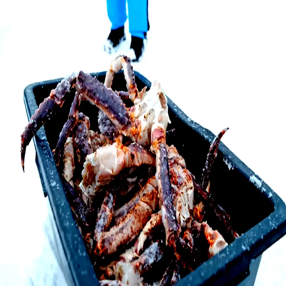 Fresh Norwegian king crab legs in harvest bin on snow ready for export processing