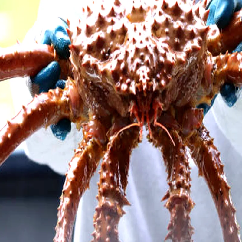 Fresh live Norwegian king crab held by fisherman, premium seafood export quality