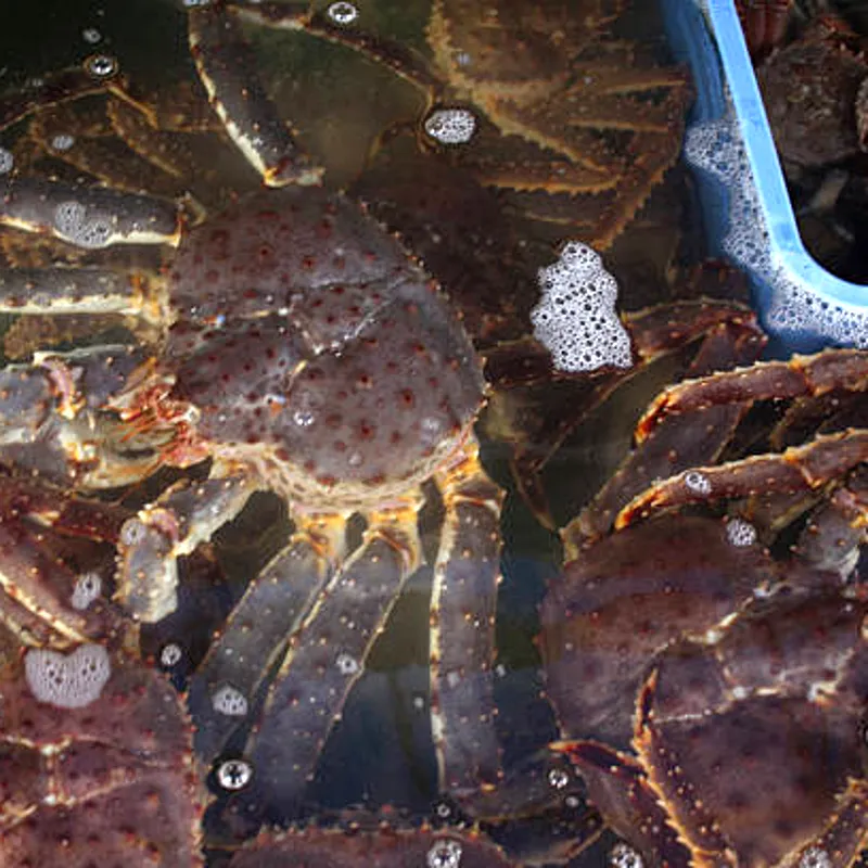 Live Norwegian king crabs in holding tank for wholesale seafood export