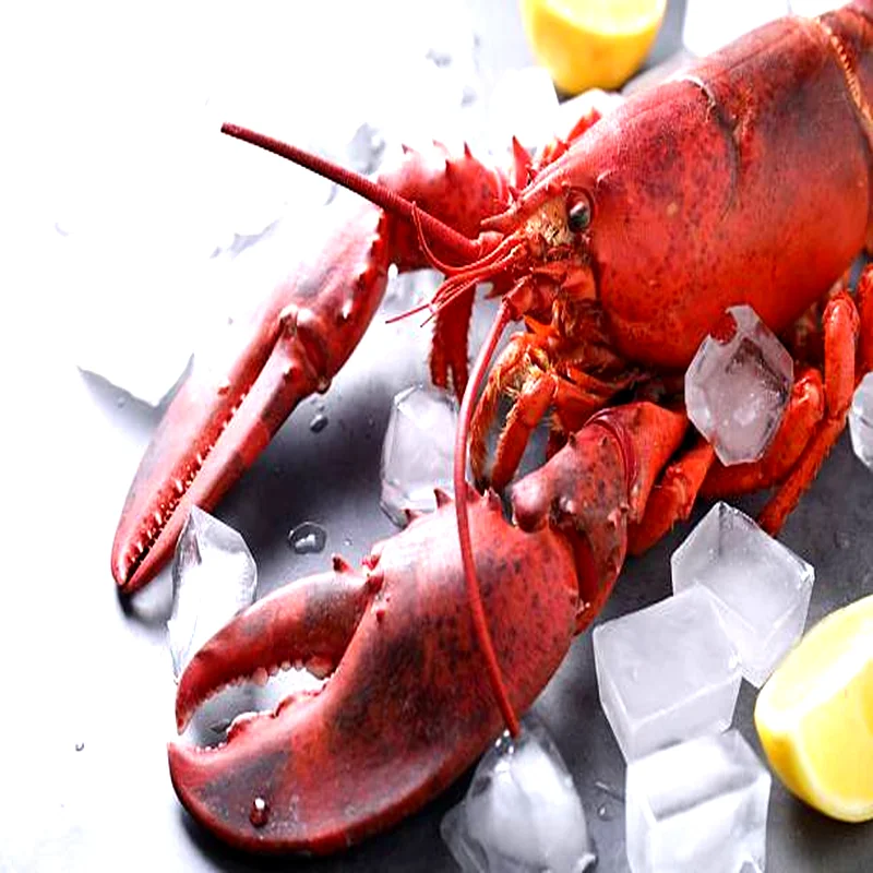 Live Boston lobster with hard shell and full claws, freshly harvested from cold Atlantic waters.
