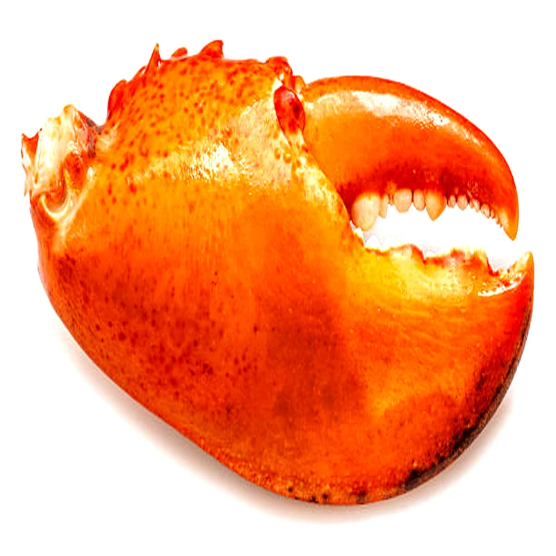 Fresh lobster knuckle meat with rich orange shell and tender white meat, prepared for premium seafood wholesale supply.