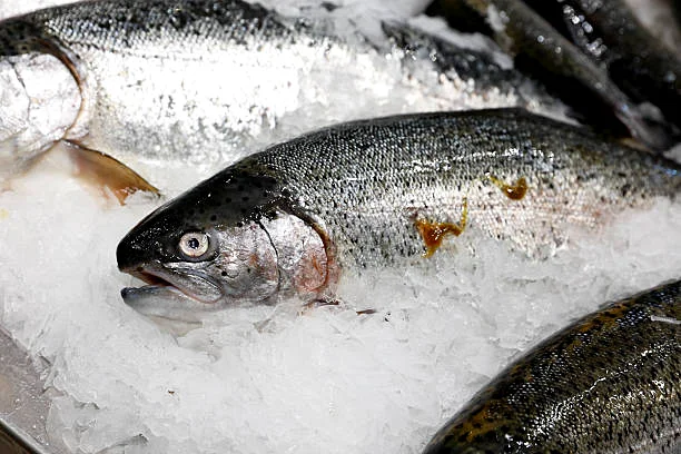 Whole fresh Atlantic salmon packed on ice for wholesale seafood export and distribution
